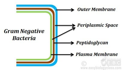 Bacterial Cell wall Structure