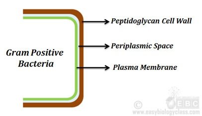 Gram Positive Vs Gram Negative Bacteria