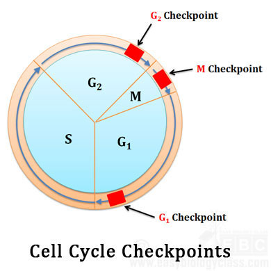 checkpoints in cell cycle