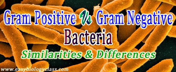 Gram positive and gram negative staining