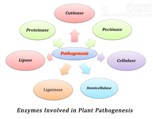 Role of Enzymes in Pathogenesis