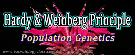 What is Hardy Weinberg Equilibrium?