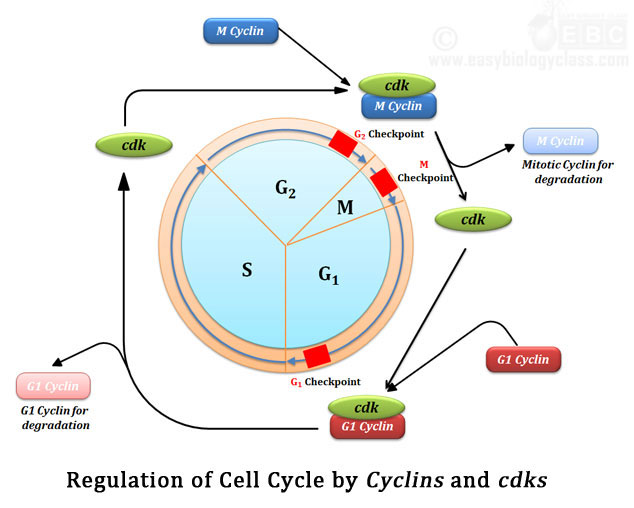 Regulation of Cell Cycle by 3 Checkpoints | EasyBiologyClass