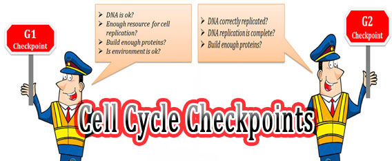 Cell Cycle Checkpoints and Cancer