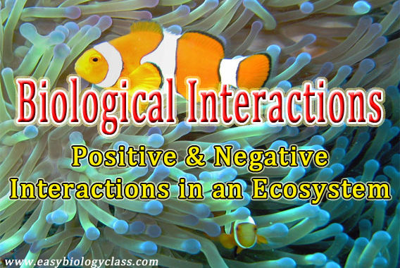 ecological interactions