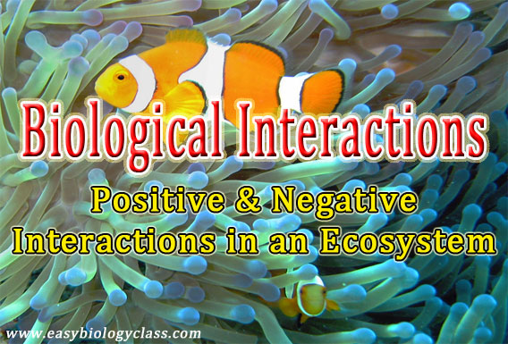 Interactions In An Ecosystem Ppt Example Easy Biology Class
