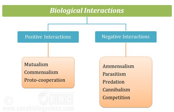 Interactions in an Ecosystem