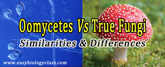 Difference between Oomycetes and True Fungi
