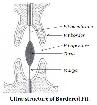 Pits in Plants