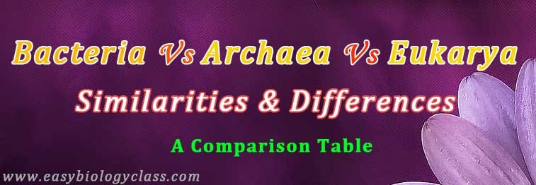 comparison chart archaebacteria bacteria and eukaryotes