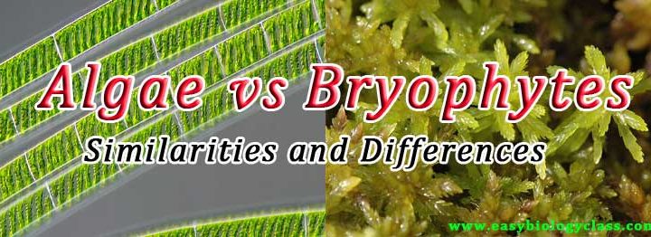Difference between Algae and Bryophytes