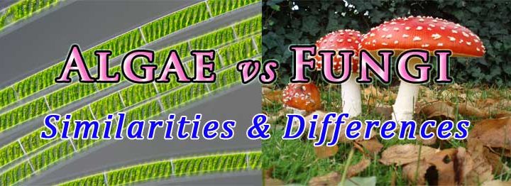 difference between fungi and algae