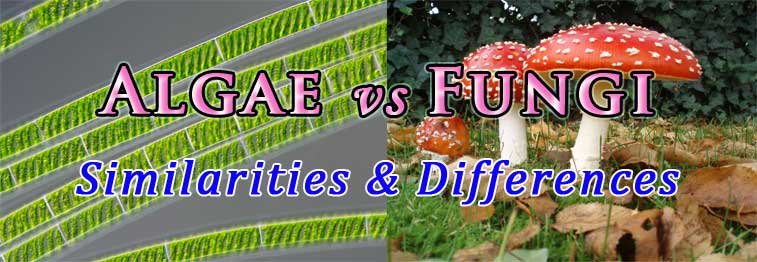 difference between fungi and algae