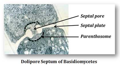 structure of dolipore septum