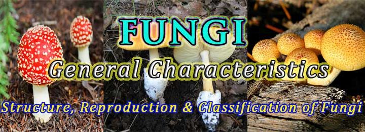 general characters of fungi ppt