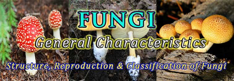 general characters of fungi ppt