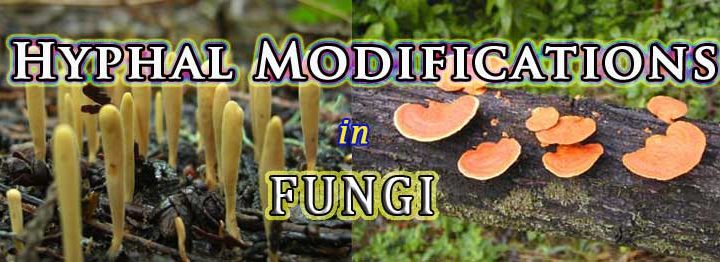 mycelial aggregations in fungi