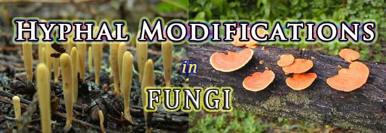 mycelial aggregations in fungi