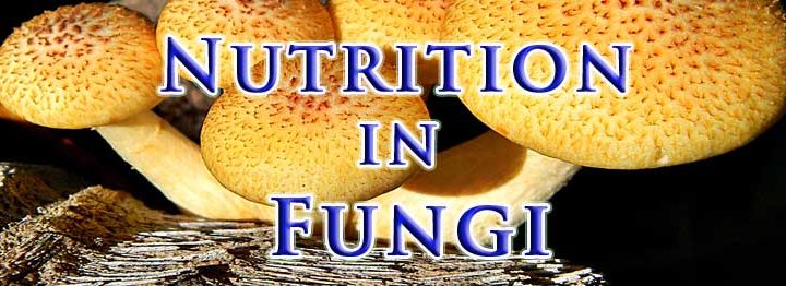 nutrition in fungi