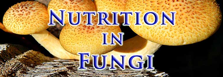 nutrition in fungi