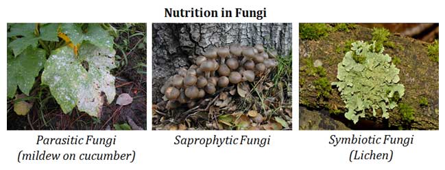 parasitic vs saprophytic vs symbiotic fungi