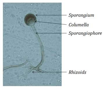 Mode of Nutrition in Fungi