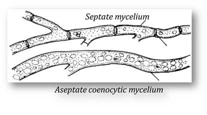 septation in fungi