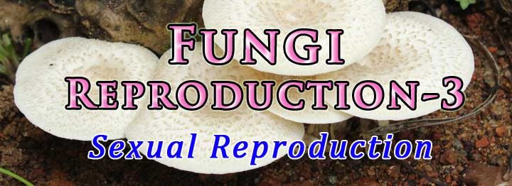 methods of sexual reproduction in fungi