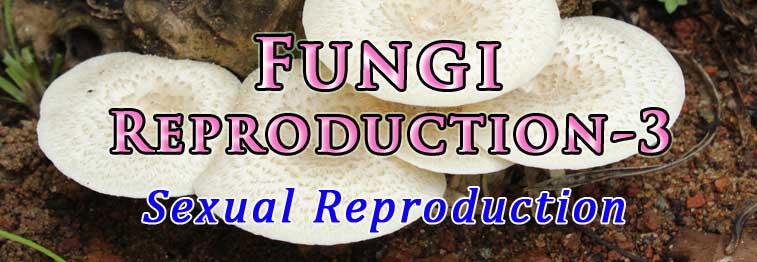 methods of sexual reproduction in fungi