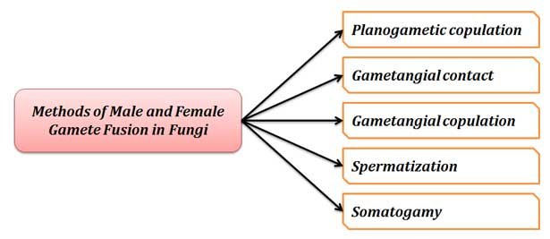 somatogamy in fungi