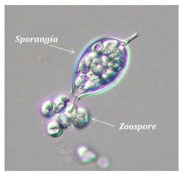 asexual reproduction in fungi