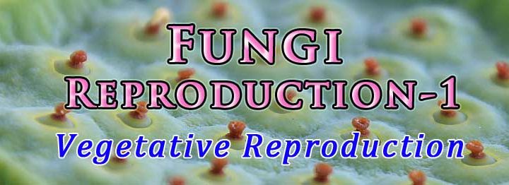 how fungi reproduce vegetatively