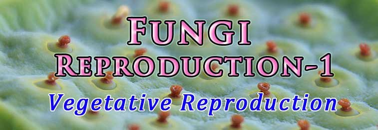 how fungi reproduce vegetatively