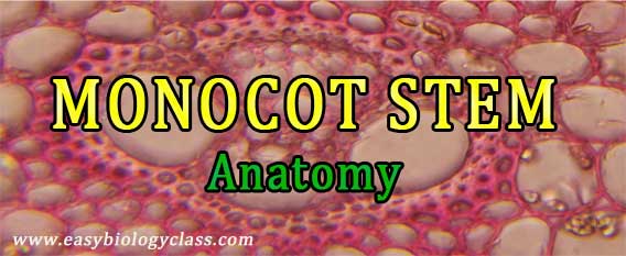 ts of monocot stem