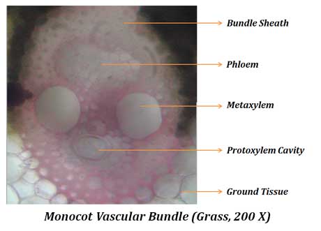 monocot vascular bundle