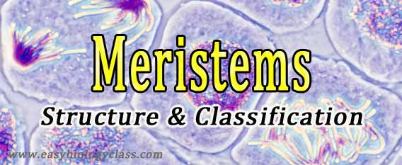 different types of meristematic tissues