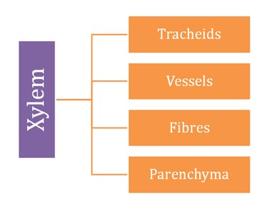 Parts of Xylem