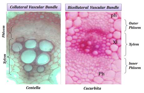 difference between collateral and bicollateral vascular bundle