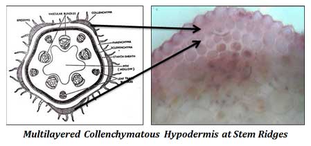 what is hypodermis