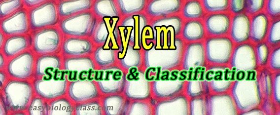 cell types in xylem