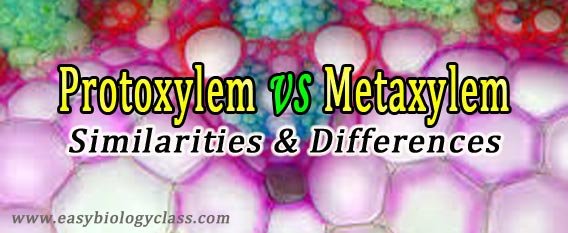 classification of xylem