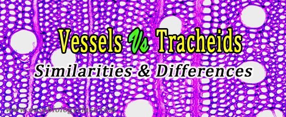 vessels vs tracheids