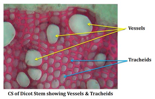 Difference between Vessel and Tracheid