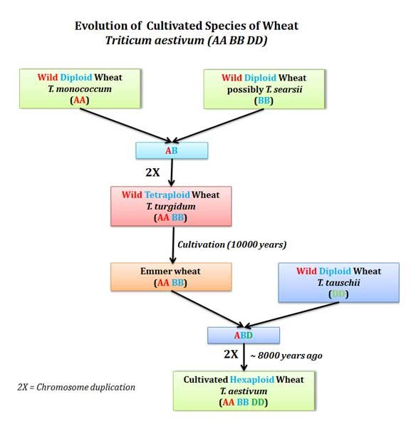 origin of cultivated wheat triticum aestivum