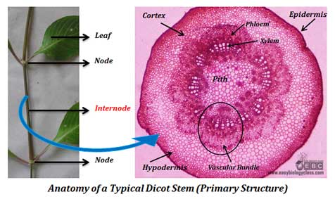 Dicot stem structure