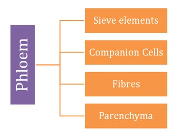 components of phloem
