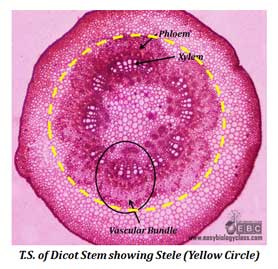 primary structure of dicot stem