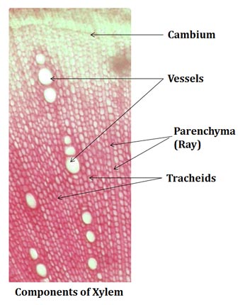 organization of vessels and tracheids