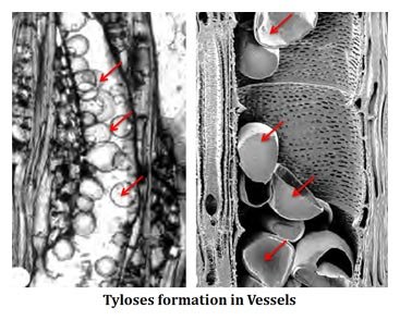 tyloses formation