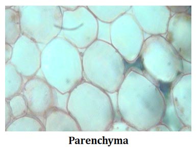 characteristics of parenchyma